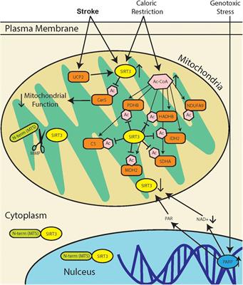 SIRT3 Regulation Under Cellular Stress: Making Sense of the Ups and Downs